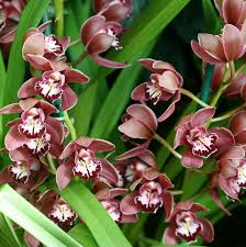 Orchid Cymbidium Flower seeds for Planting - Long Bloom Season, Heirloom & GMO Free Seeds for Home Garden