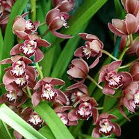 Orchid Cymbidium Flower seeds for Planting - Long Bloom Season, Heirloom & GMO Free Seeds for Home Garden