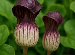 Arisarum Vulgare Seeds for Planting