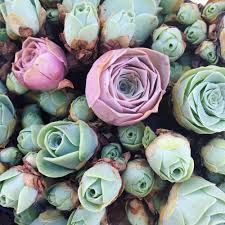 Greenovia Flower Seeds for Planting - Gorgeous Perennial Blooms for Your Garden
