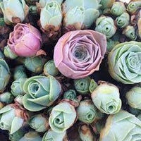 Greenovia Flower Seeds for Planting - Gorgeous Perennial Blooms for Your Garden