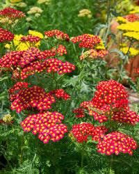 Red Achillea Flower seeds for Planting - Colorful Display, Heirloom & GMO Free Seeds for Home Garden
