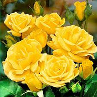 Gold Rose Flower seeds for Planting - Wildflower Mix, Heirloom & GMO Free Seeds for Home Garden