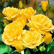Gold Rose Flower seeds for Planting - Wildflower Mix, Heirloom & GMO Free Seeds for Home Garden