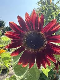 Cherry Rose SunFlower seeds for Planting Perfect for Borders Heirloom & GMO Free Seeds for Home Garden