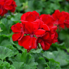 Deep Red Geranium Flower seeds for Planting - Shade Tolerant, Heirloom & GMO Free Seeds for Home Garden