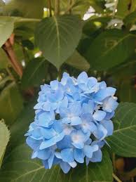 Thick Blue Geranium Flower seeds for Planting Low Maintenance Heirloom & GMO Free Seeds for Home Garden