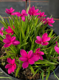 Rhodohypoxis Flower seeds for Planting - Hardy Variety, Heirloom & GMO Free Seeds for Home Garden