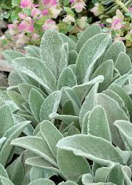 Lamb'sEar Flower seeds for Planting Long Bloom Season Heirloom & GMO Free Seeds for Home Garden