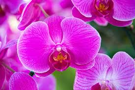 Butterfly Orchids Flower Seeds Pink Planting
