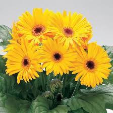 Yellow Gerbera Flower Seeds for Planting Hardy Variety Heirloom & GMO Free Seeds for Home Garden
 
 Sale