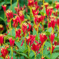 Jiaogulan Flower seeds for Planting - Vibrant Colors, Heirloom & GMO Free Seeds for Home Garden