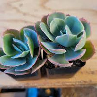Sky Blue Green Succulent Flower Seeds Cut Flower Favorite Heirloom & GMO Free Seeds for Home Garden
 
 Sale