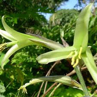 Green Puya Mirabilis Flower seeds for Planting - Hardy Variety, Heirloom & GMO Free Seeds for Home Garden