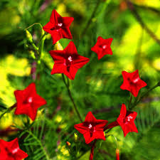 Red Cardinal Climber Flower seeds for Planting - Drought Tolerant, Heirloom & GMO Free Seeds for Home Garden