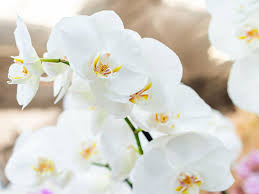 White Phalaenopsis Orchid Seeds for Easy Planting
