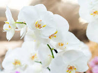 White Phalaenopsis Orchid Seeds for Easy Planting