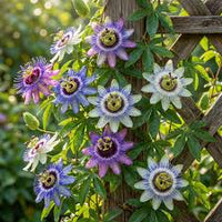 Passion Flower seeds for Planting Long Bloom Season Heirloom & GMO Free Seeds for Home Garden