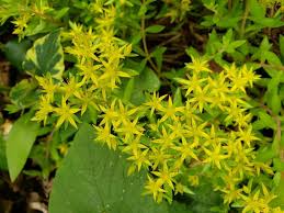 Yellow Stonecrop Flower seeds for Planting - Garden Favorite, Heirloom & GMO Free Seeds for Home Garden
 
 Sale