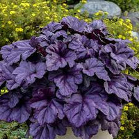 Deep Purple Heuchera for Planting Colorful Display Heirloom & GMO Free Seeds for Home Garden 
 
 Sale