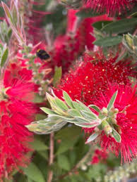 Brush Flower seeds for Planting - Drought Tolerant, Heirloom & GMO Free Seeds for Home Garden