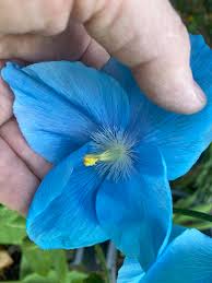Blue Hemerocallis Flower seeds for Planting - Cottage Garden Essential, Heirloom & GMO Free Seeds for Home Garden