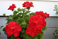 Red Geranium Breakaway Flower Seeds for Vibrant Planting