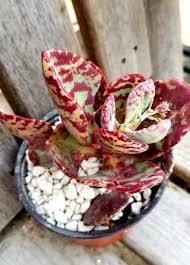 Kalanchoe Humilis Flower seeds for Planting Shade Tolerant Heirloom & GMO Free Seeds for Home Garden 
 
 Sale