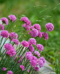 Light Pink Mini Violet Flower Seeds for Planting Seasonal Bloomer Heirloom & GMO Free Seeds for Home Garden
 
 Sale