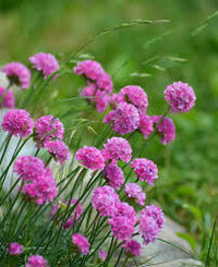 Light Pink Mini Violet Flower Seeds for Planting Seasonal Bloomer Heirloom & GMO Free Seeds for Home Garden
 
 Sale