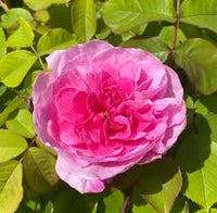Rose Flower Seeds for Easy Planting - Grow Stunning Blooms at Home