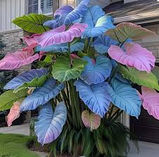 Mix Blue Caladium Flower seeds for Planting - Cottage Garden Essential, Heirloom & GMO Free Seeds for Home Garden