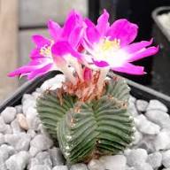 Heirloom Aztekium Flower seeds for Planting Garden Favorite Heirloom & GMO Free Seeds for Home Garden