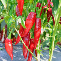Sweet Hungarian Paprika Seeds for Planting | Flavorful Pepper Seeds for Your Garden