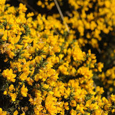 Gorse Ulex Europaeus Flower seeds for Planting - Perfect for Borders, Heirloom & GMO Free Seeds for Home Garden