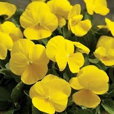 Yellow Pansy Flower seeds for Planting - Perfect for Borders, Heirloom & GMO Free Seeds for Home Garden