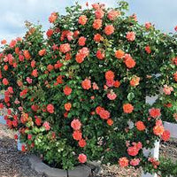 Orange Climbing Geranium Seeds for Planting, Heirloom Non-GMO Flowers for Home Garden