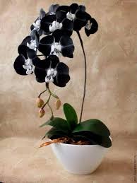 Black White Phalaenopsis Orchid Flower seeds for Planting Wildflower Mix Heirloom & GMO Free Seeds for Home Garden