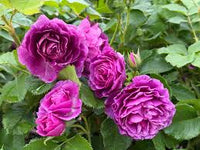 Blue Purple Holland Rose Flower Seeds for Planting Seasonal Bloomer Heirloom & GMO Free Seeds for Home Garden
 
 Sale