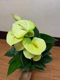 Light Green Anthurium Flower seeds for Planting Bright Blooms Heirloom & GMO Free Seeds for Home Garden