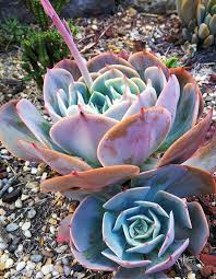 Sky Blue Green Succulent Flower Seeds Cut Flower Favorite Heirloom & GMO Free Seeds for Home Garden
 
 Sale