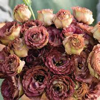 Maroon Eustoma (Lisianthus) Flower seeds for Planting Pollinator Friendly Heirloom & GMO Free Seeds for Home Garden
