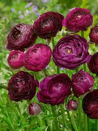Purple Ranunculus Flower seeds for Planting Low Maintenance Heirloom & GMO Free Seeds for Home Garden