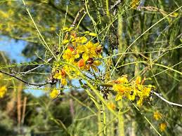 Parkinsonia Aculeata Flower seeds for Planting Pollinator Friendly Heirloom & GMO Free Seeds for Home Garden