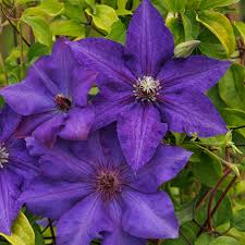 Purple Clematis Flower seeds for Planting - Bright Blooms, Heirloom & GMO Free Seeds for Home Garden