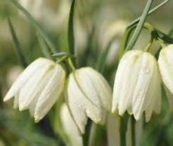 White Imperial Wang Fritillaria Flower Seeds for Planting Colorful Display Heirloom & GMO Free Seeds for Home Garden
 
 Sale