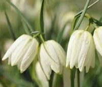 White Imperial Wang Fritillaria Flower Seeds for Planting Colorful Display Heirloom & GMO Free Seeds for Home Garden
 
 Sale
