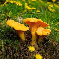 Girolle Mushroom Seeds for Planting  Premium Vegetable Seeds