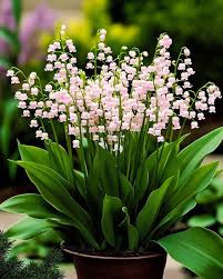 Lily of The Valley Seeds for Planting  Perennial Flower Seeds for Your Garden