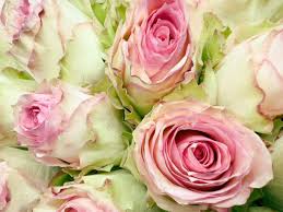 Green and Pink Rose Flower Seeds for Planting